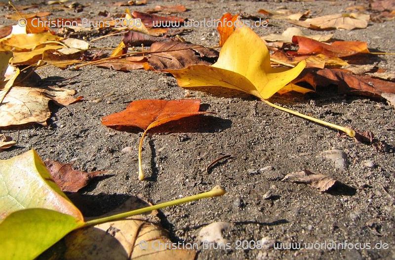 Herbst 058.jpg - Tulpenbaum - gefallenes Laub